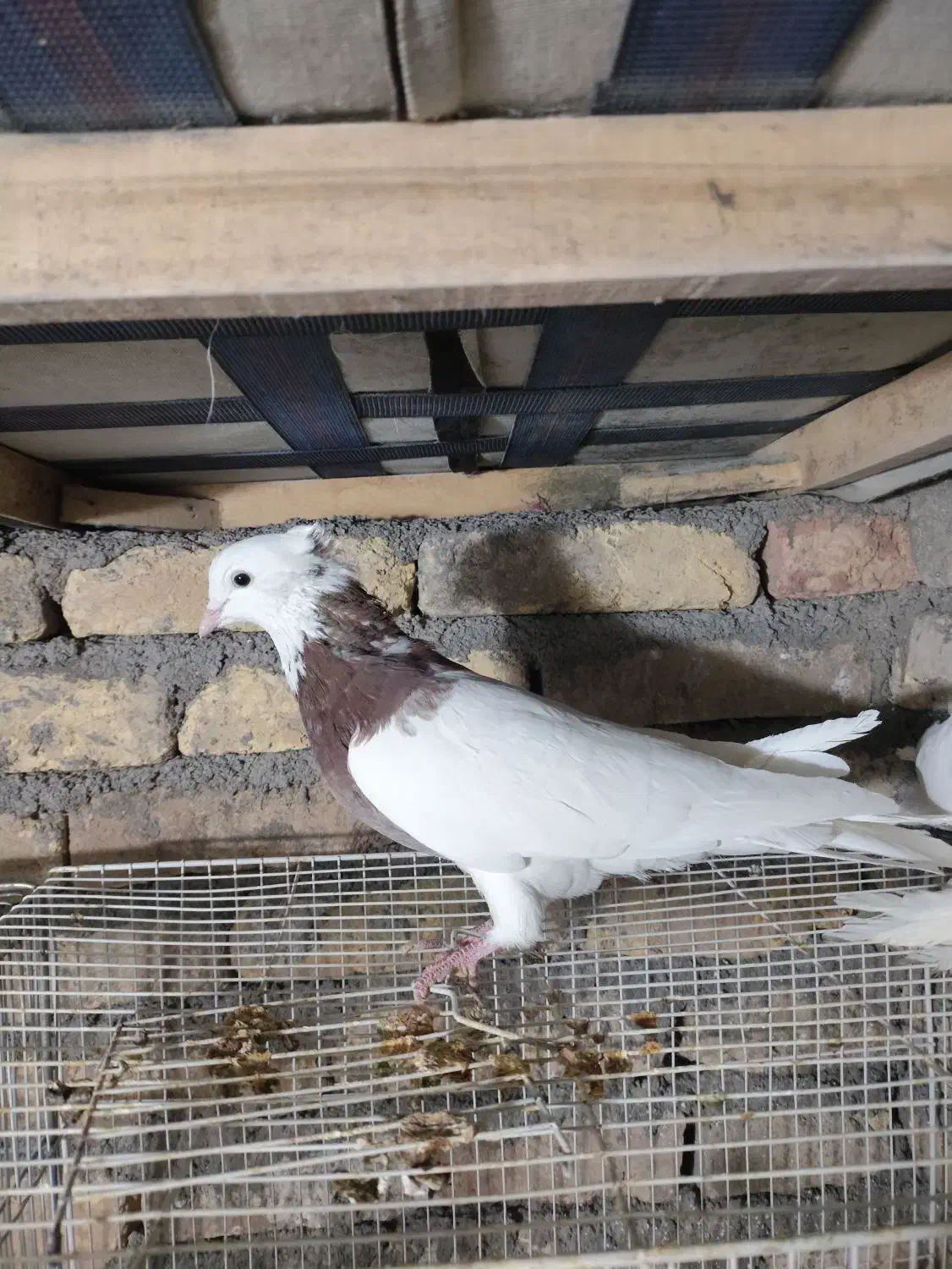 کفتر|پرنده|مشهد, شهید قربانی|دیوار