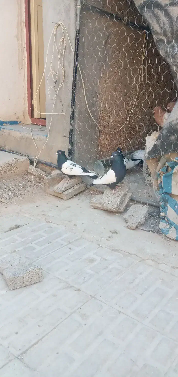 کبوتر سینه سیاه|پرنده|مرودشت, ژیان|دیوار