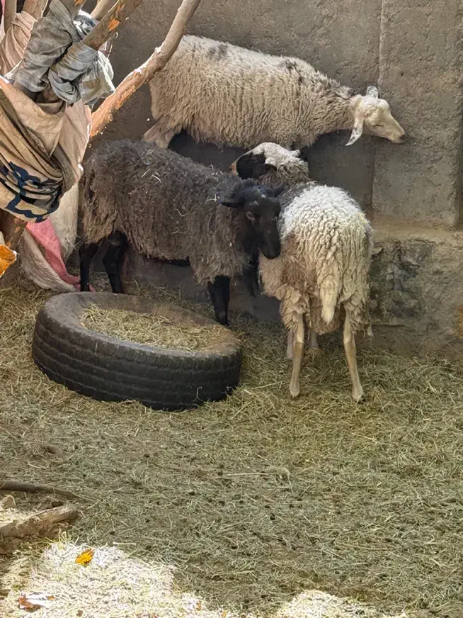 بره نر و ماده نژاد رومن فرانسه|حیوانات مزرعه|جیرفت, |دیوار