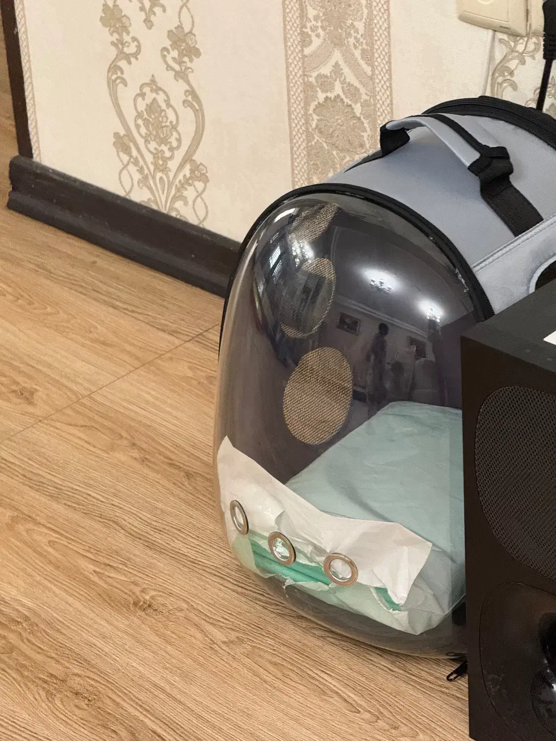 سگ پامر|سگ|تهران, جنتآباد جنوبی|دیوار