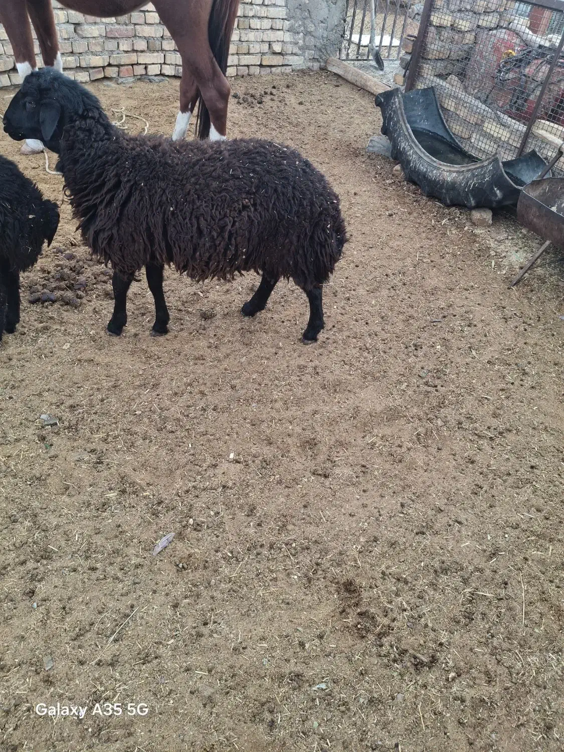 بره|حیوانات مزرعه|فرمهین, |دیوار