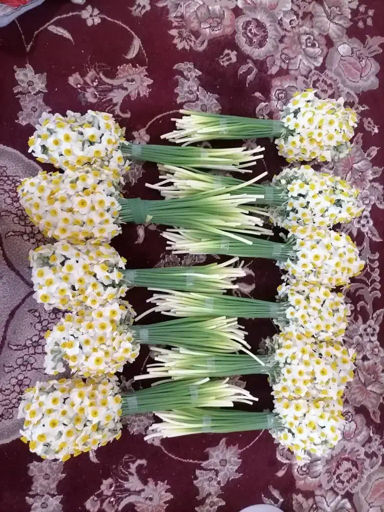 گل نرگس|گل و گیاه طبیعی|شیراز, لب آب|دیوار