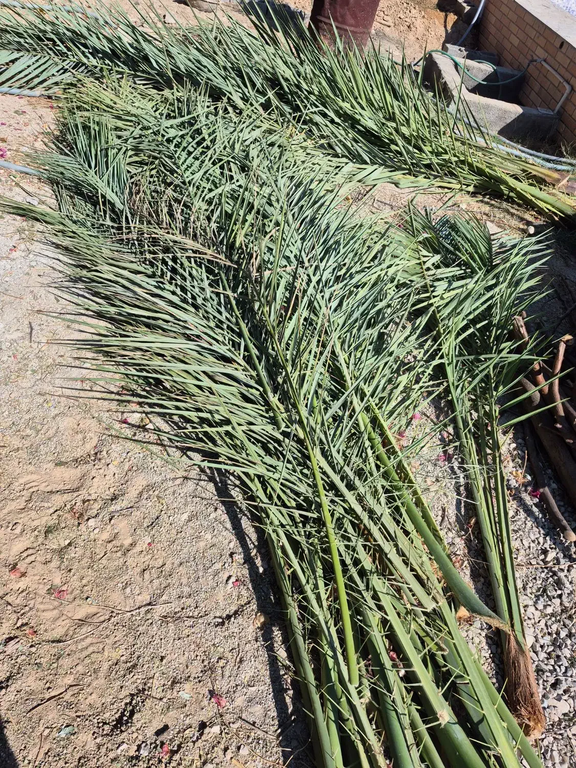 پیش و برگ درخت نخل|گل و گیاه طبیعی|بهبهان, |دیوار