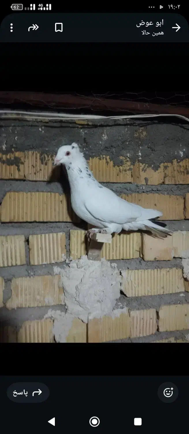 کفتر کبوتر سرور کاکلی|پرنده|شیراز, شاهچراغ|دیوار