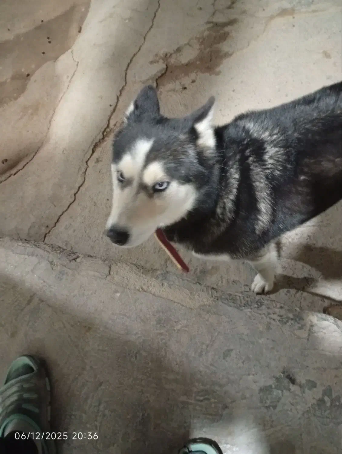 سگ هاسکی|سگ|فاروج, |دیوار