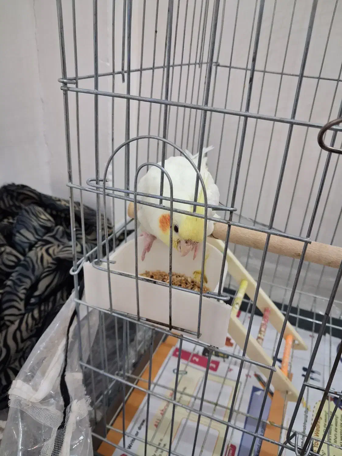 عروس هلندی لوتینو|پرنده|سبزوار, امیر کبیر|دیوار