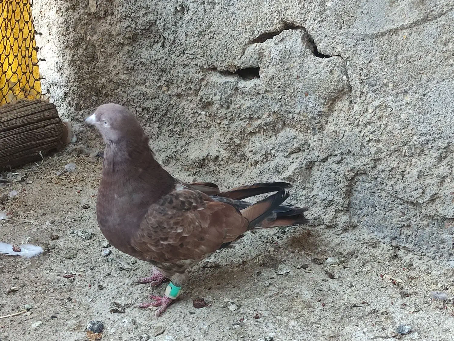 کبوتر کله ای،برنجی|پرنده|امیدیه, |دیوار