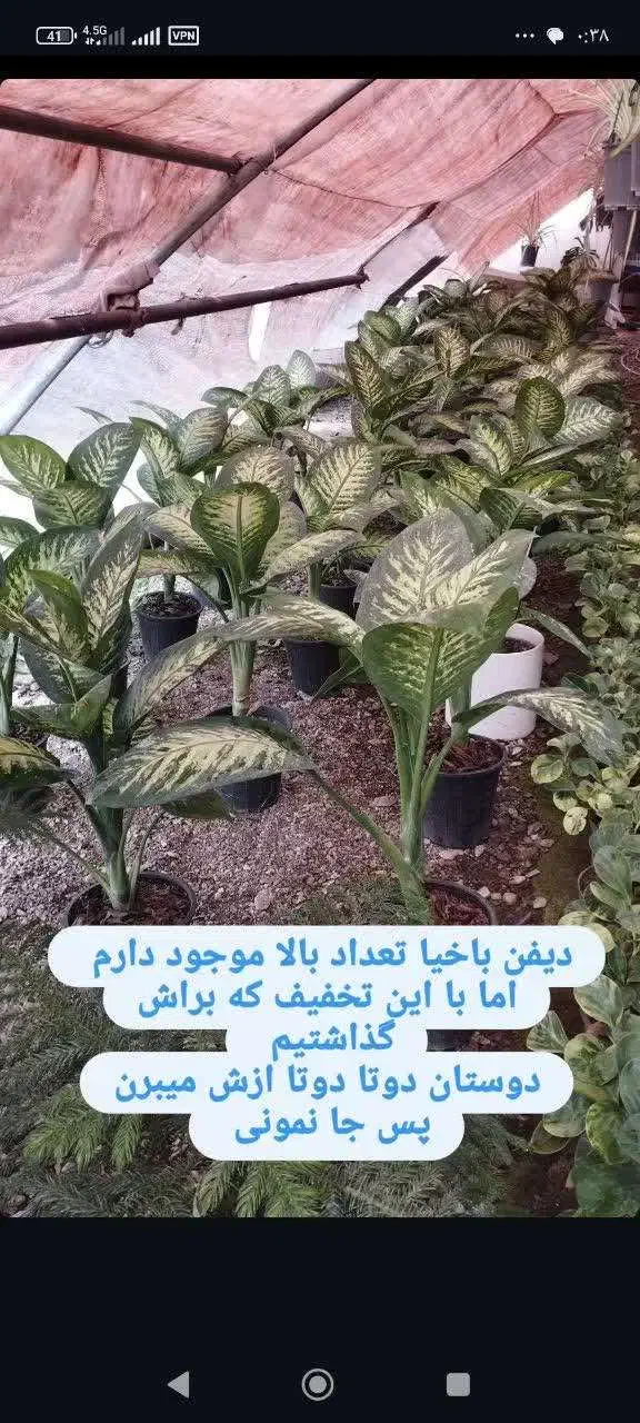 گل و گیاه آپارتمانی قیمت مناسب|گل و گیاه طبیعی|تربتحیدریه, بی بی حسنیه|دیوار