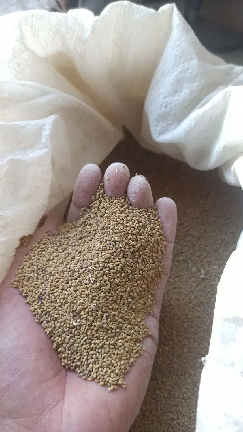 فروش بذر یونجه نیک شهری پایه بلند با کیفیت عالی،|عمده‌فروشی|بهبهان, |دیوار