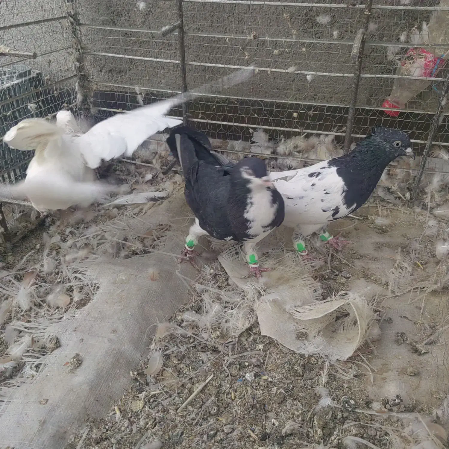 3تا ماده رنگی هوای ب شرط|پرنده|ملکآباد, |دیوار