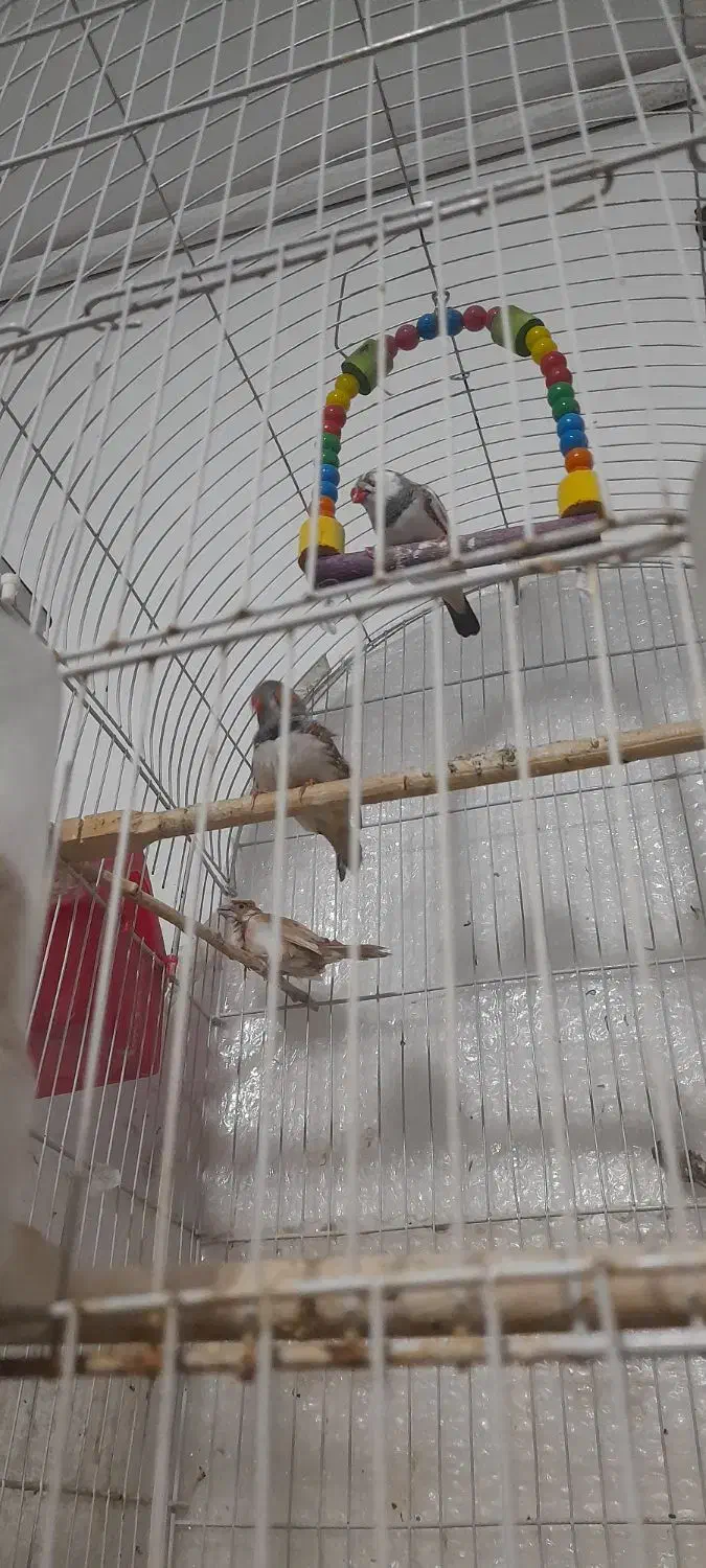 فنچ و قفس|پرنده|مشهد, خواجه ربیع|دیوار