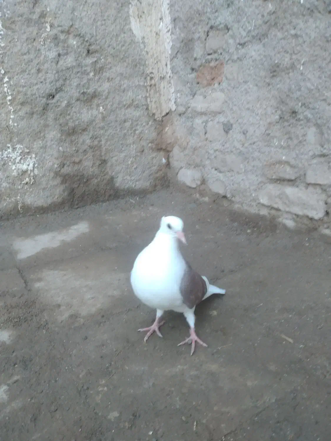 کفتر|پرنده|قزوین, |دیوار