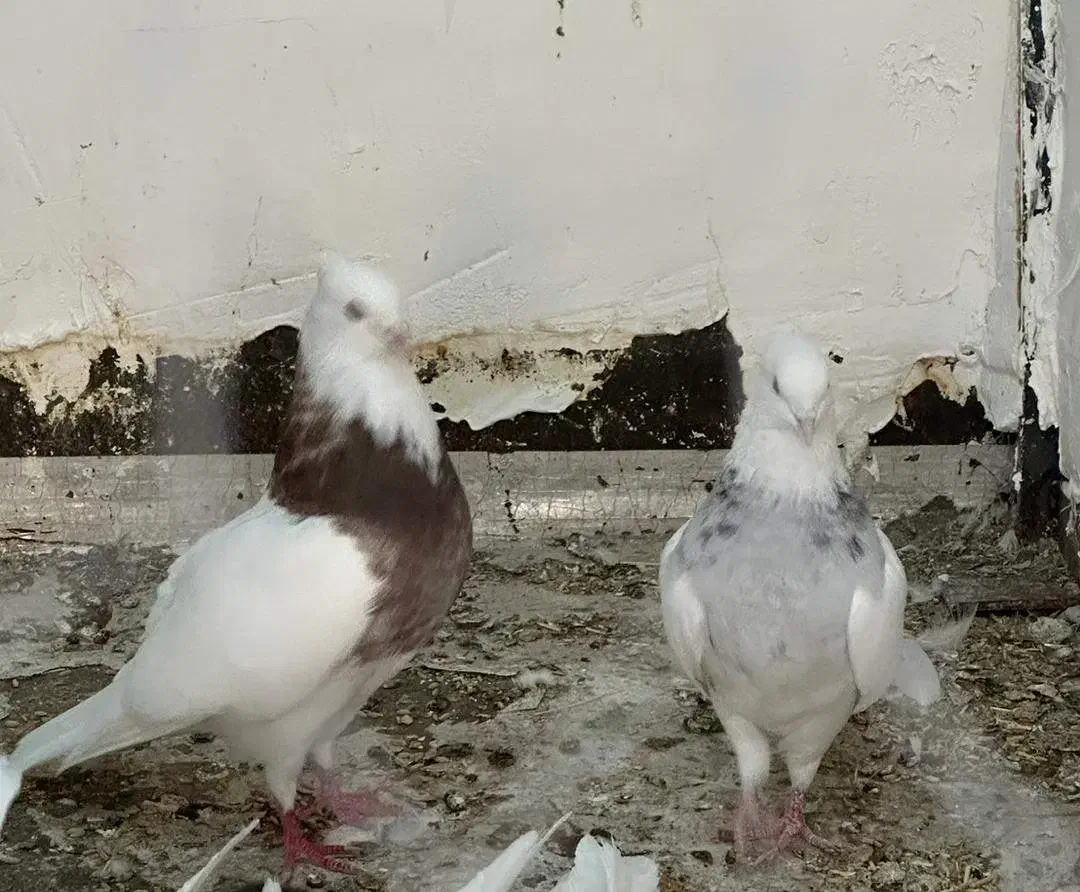 طوقی سو قدیم|پرنده|شاهین‌شهر, حافظ شمالی|دیوار