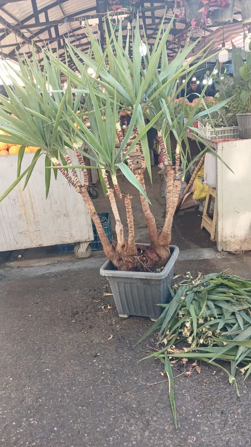 گیاه یوکا|گل و گیاه طبیعی|گرگان, |دیوار