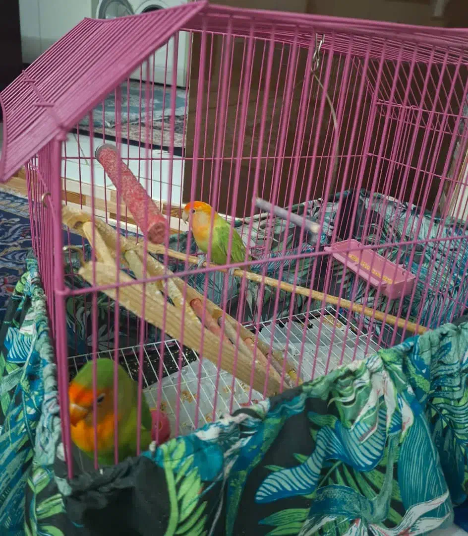 طوطی برزیلی|پرنده|فردیس, شهرک ناز|دیوار