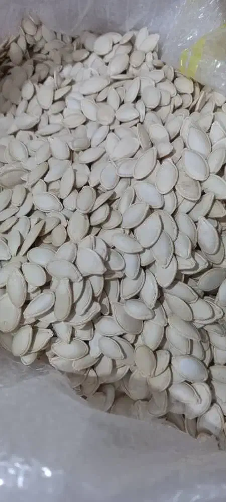 تخم کدو درجه یک محصول امسال|عمده‌فروشی|اقلید, |دیوار