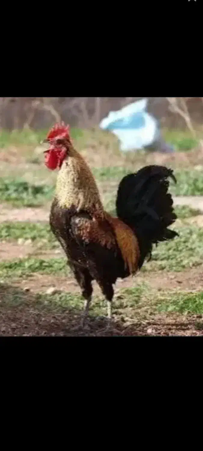 سلام خروس شب یلدا یک ملیون|حیوانات مزرعه|بازرگان, |دیوار