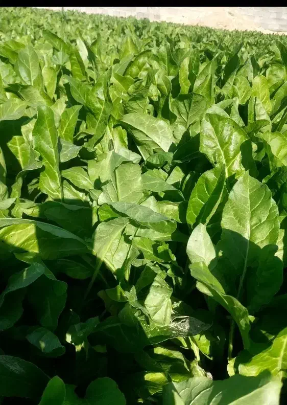 سبزی رامهرمز فقط عمده|خوردنی و آشامیدنی|بندر امام خمینی, |دیوار