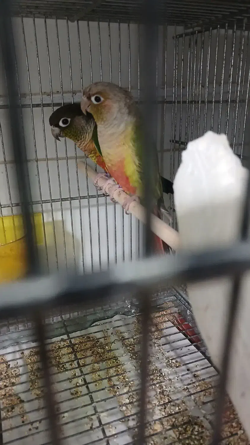 گرینچیک|پرنده|اهواز, حصیرآباد|دیوار