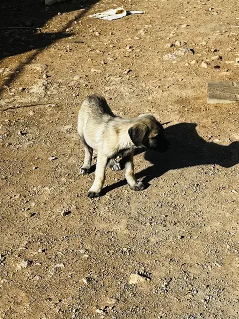 توله سراب|سگ|بروجرد, |دیوار