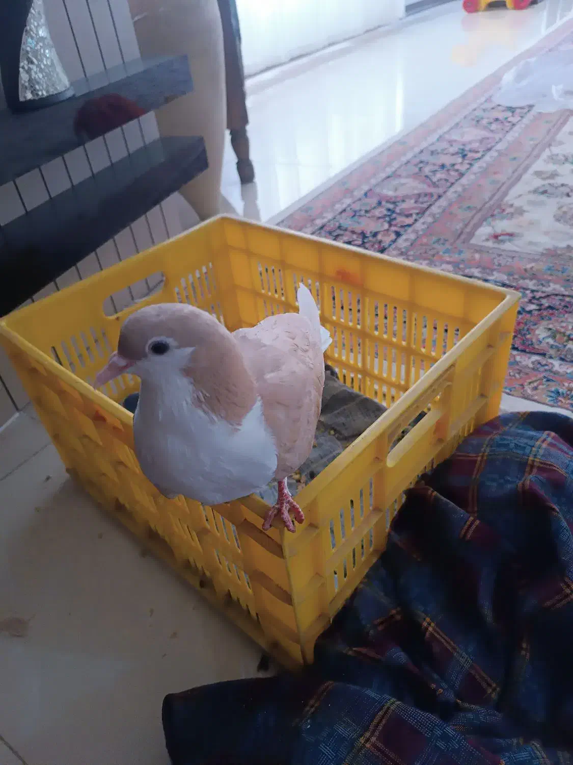 کبوتر سده|حیوانات|سبزوار, هویزه|دیوار