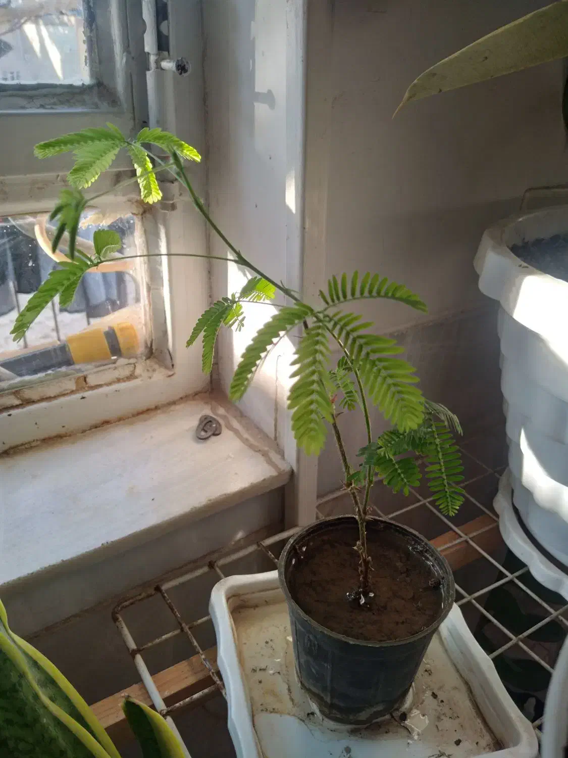 گل های خانگی|گل و گیاه طبیعی|میبد, |دیوار