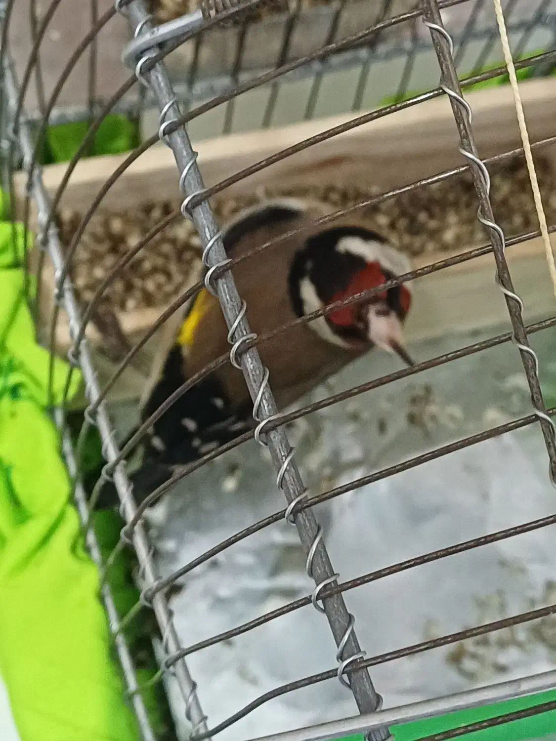 سهره یک ماه قفس|پرنده|بروجرد, |دیوار