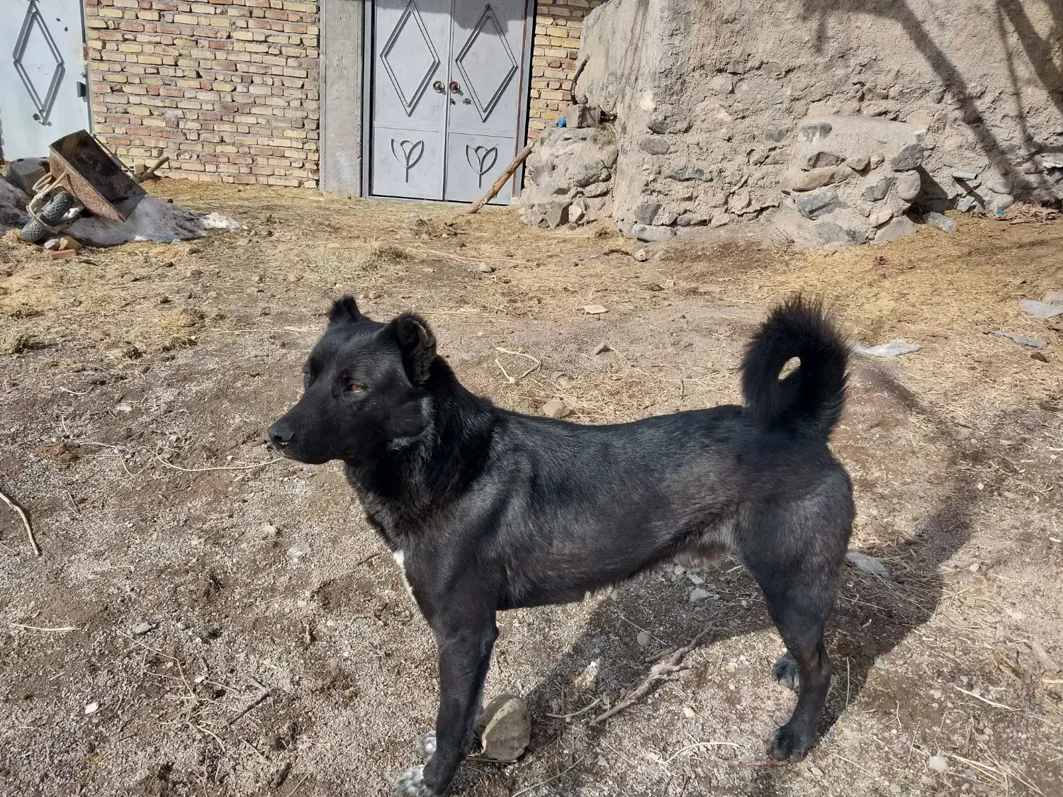 سگ ر|حیوانات|قره پشتلو, |دیوار