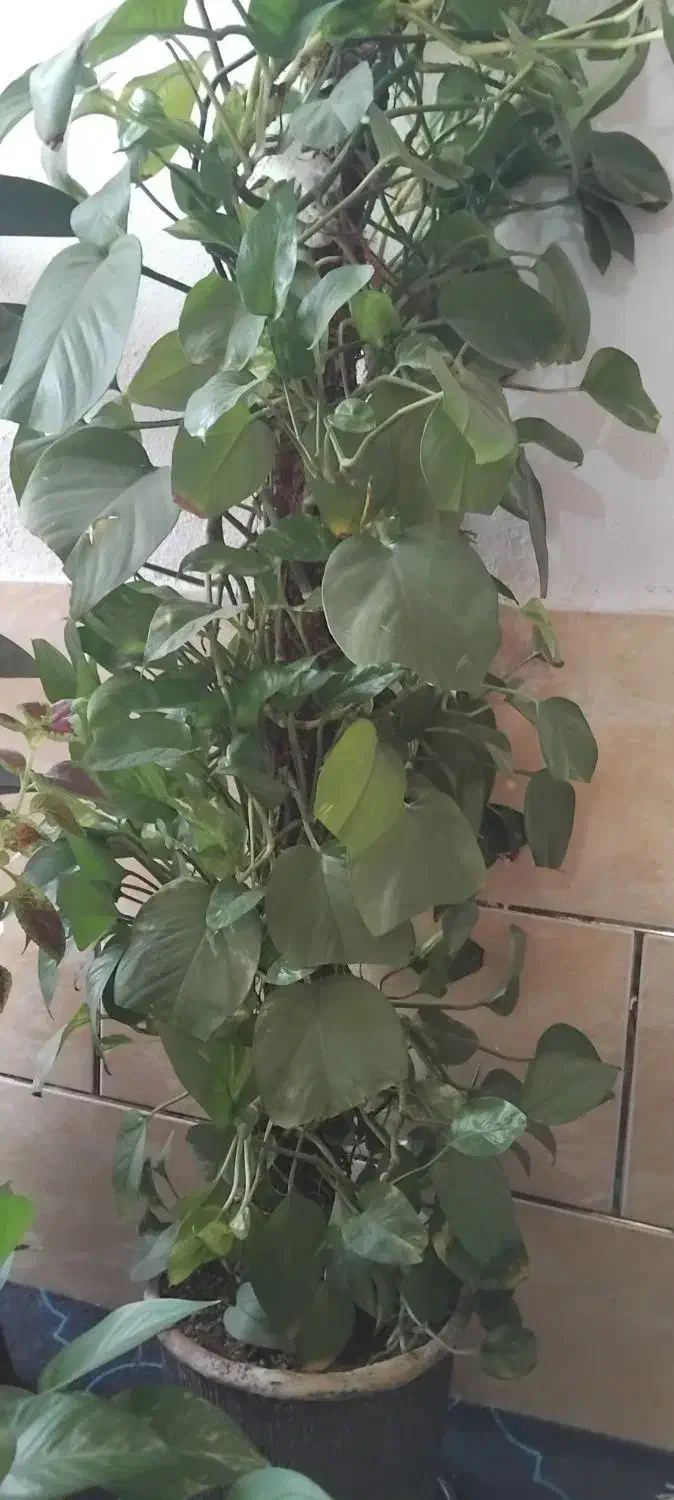 گل پتوس بلند با چوب|گل و گیاه طبیعی|شیراز, شهرک گلها|دیوار