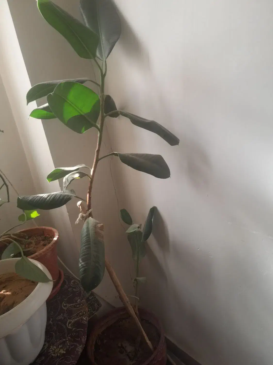 گل طبیعی|گل و گیاه طبیعی|لردگان, |دیوار