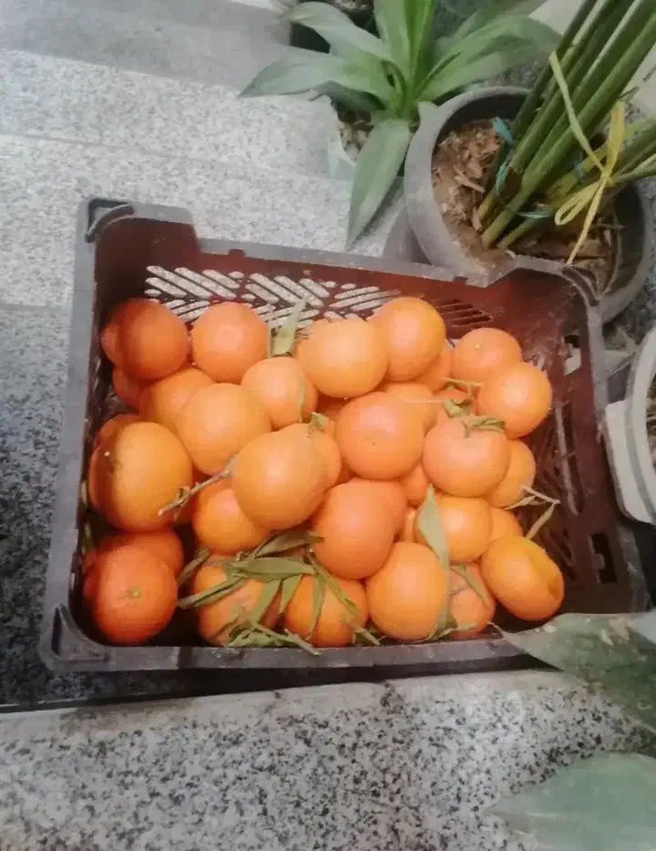 تامسون نارنگی نارنج لیموترش قیمت روز و نقدی|عمده‌فروشی|ساری, |دیوار