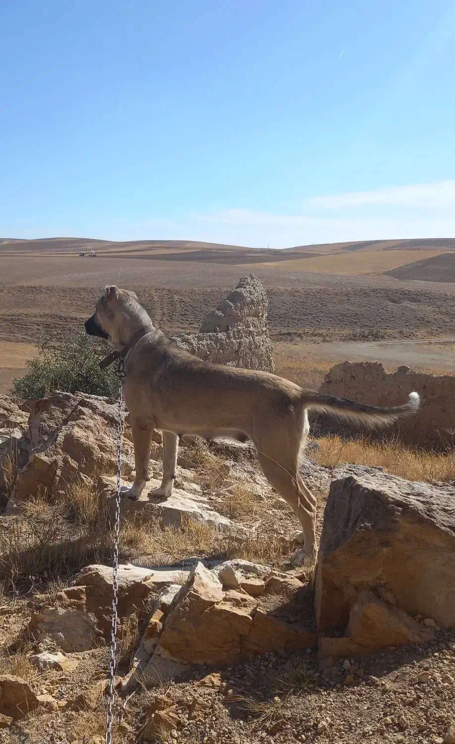 سگ سرابی ماده|سگ|زنجان, |دیوار