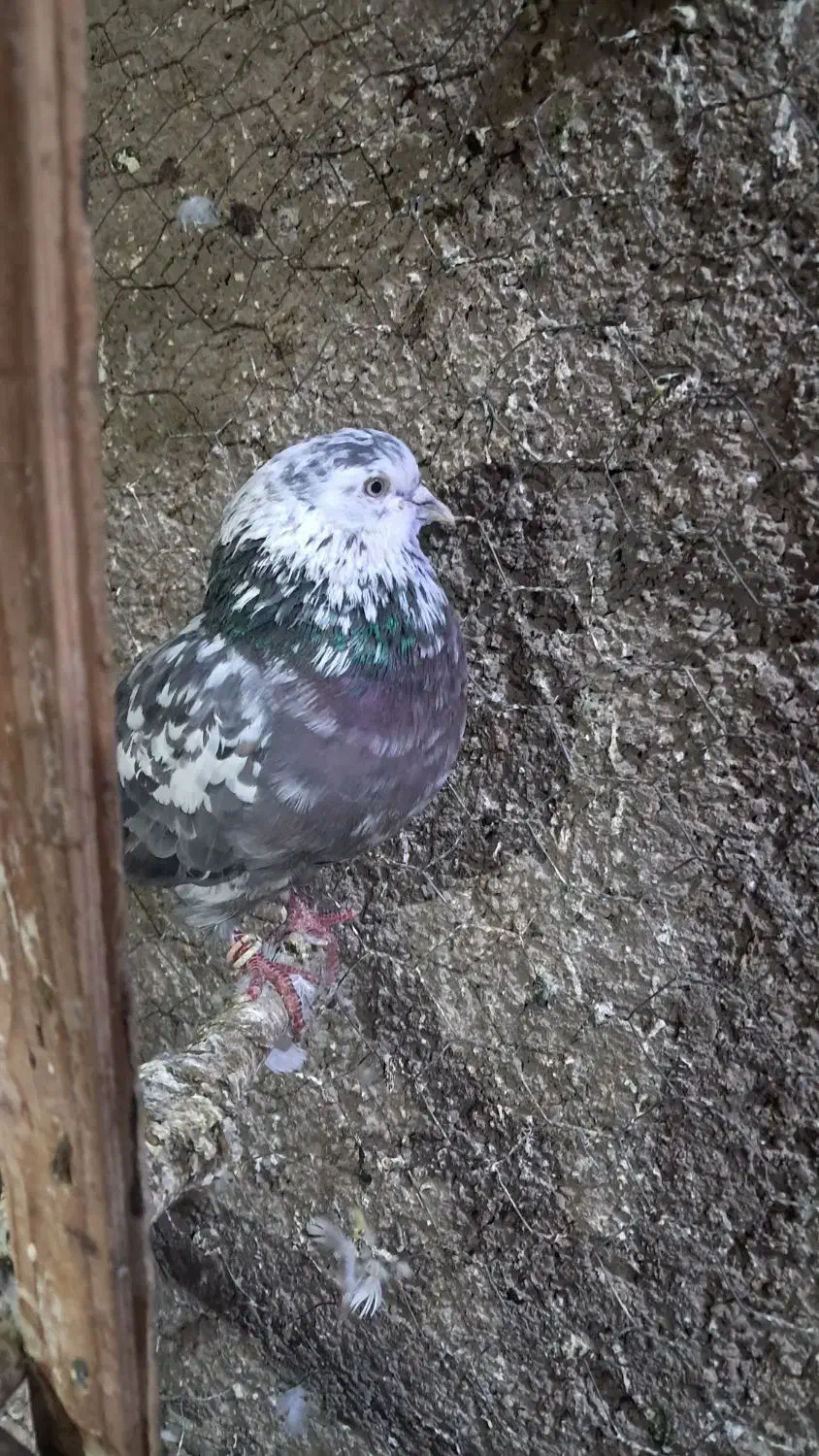 کبوتر با کفتر نر پرشی|پرنده|پاکدشت, پاکدشت (مامازند)|دیوار