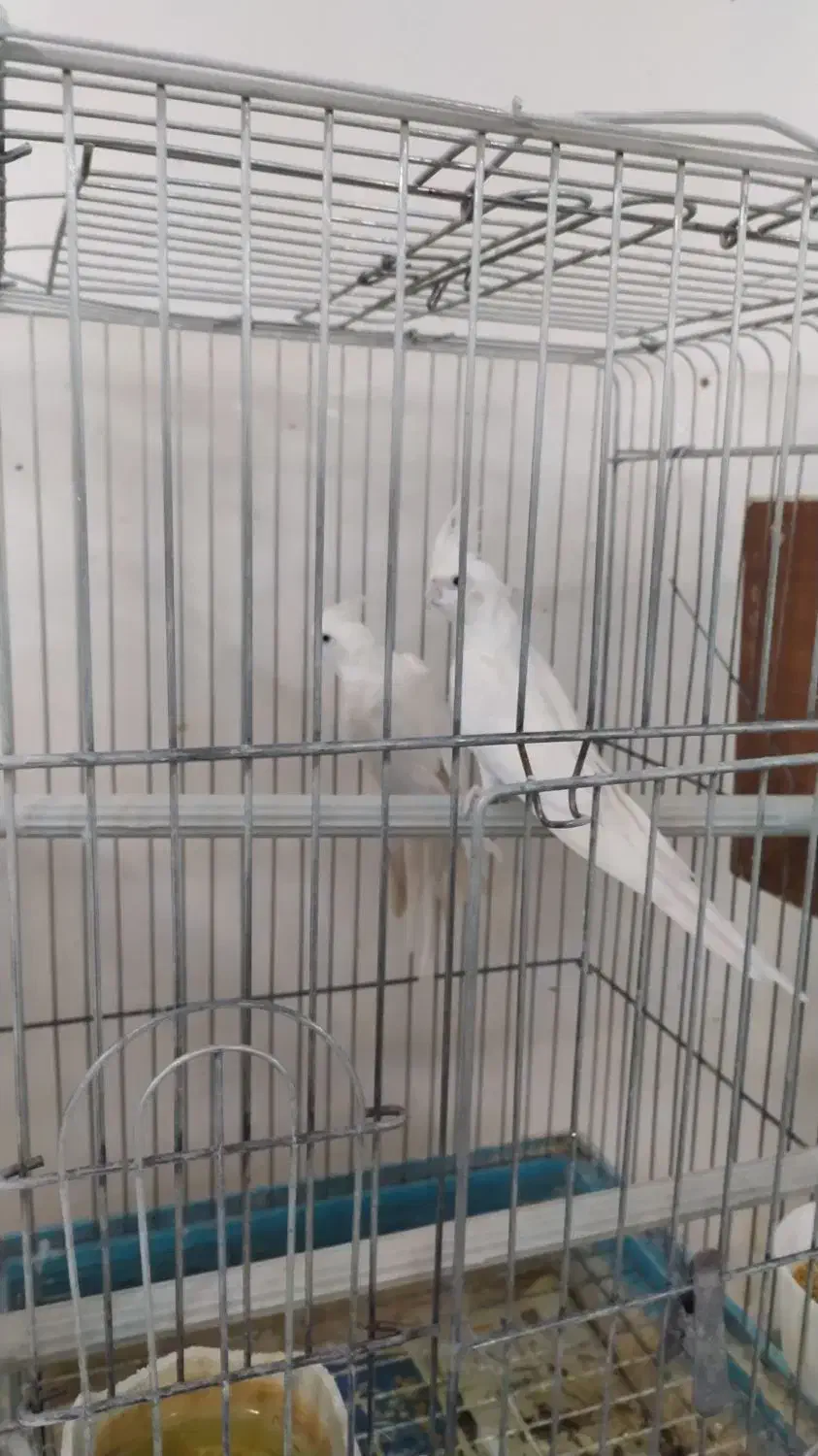 سالن پرنده|پرنده|آران و بیدگل, |دیوار