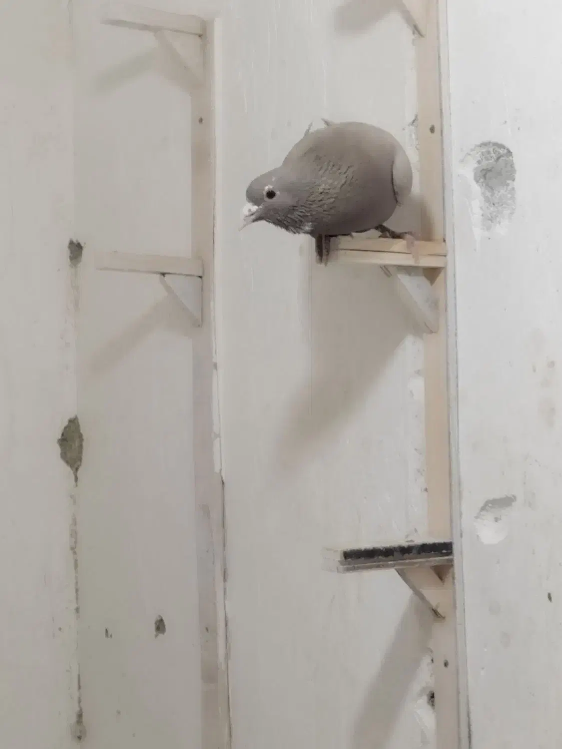 نرسوراخ.|پرنده|چترود, |دیوار