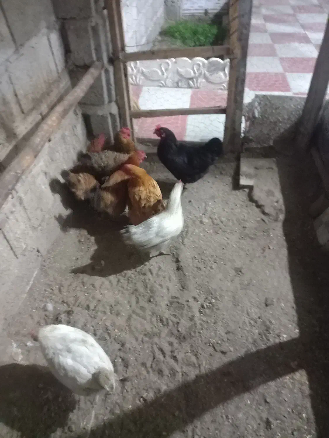 مرغ محلی|حیوانات مزرعه|مشگین شهر, |دیوار