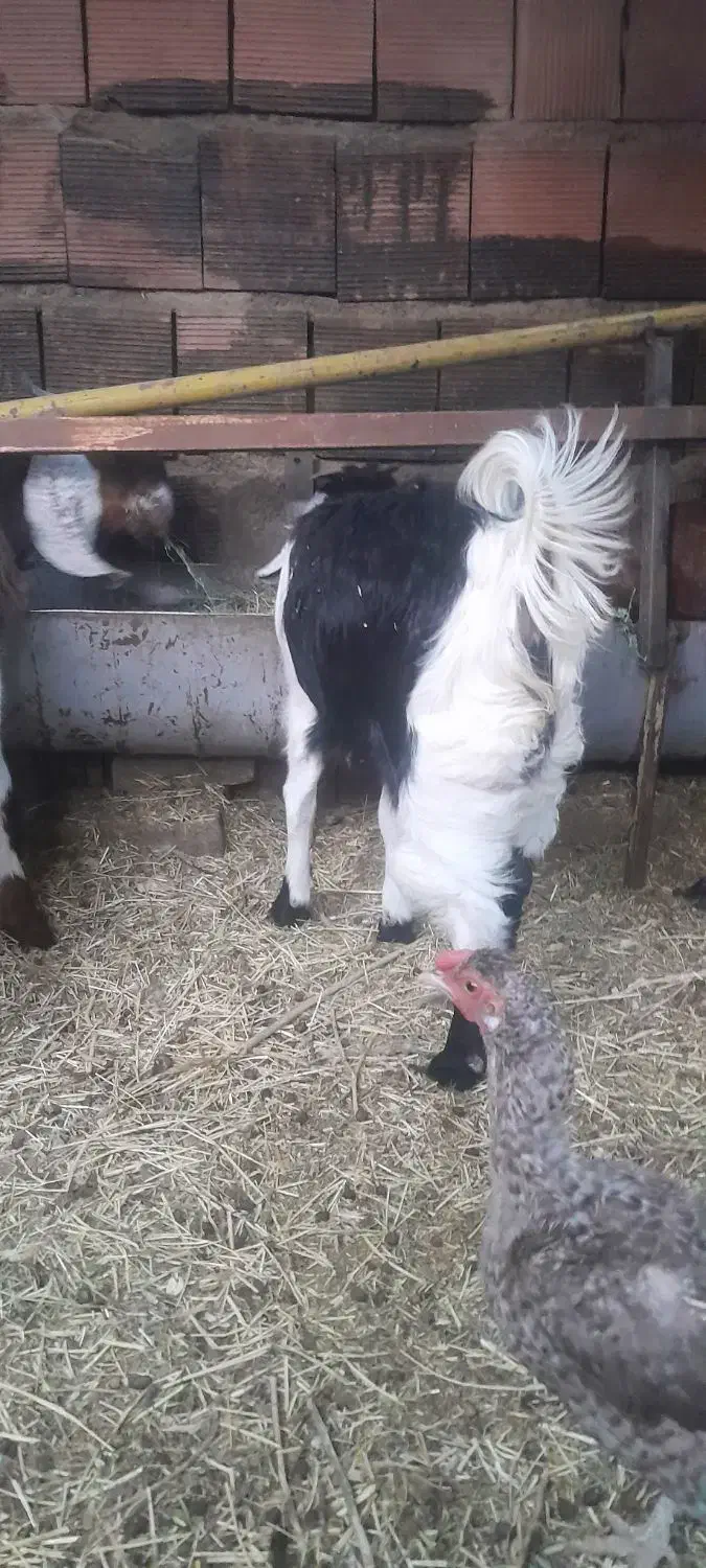 کهره ماده|حیوانات مزرعه|کرمان, |دیوار