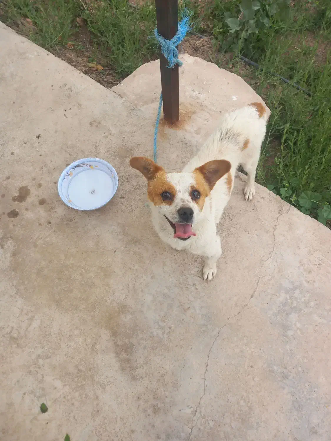 سگ ...|سگ|رفسنجان, |دیوار