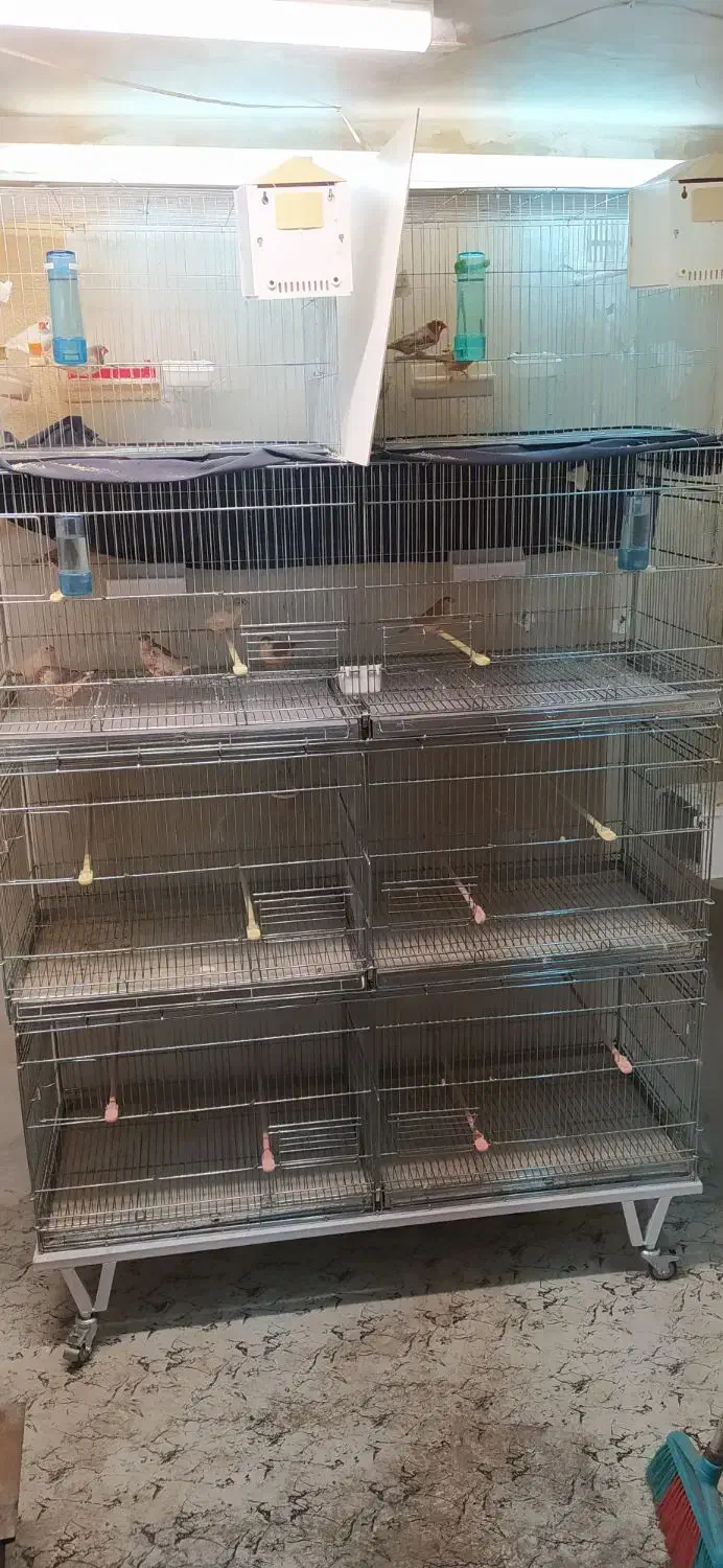 فنچ کینگ اروپایی وقفس هشت خوان اردشیرنو|پرنده|تهران, شهرک ولیعصر شمالی|دیوار