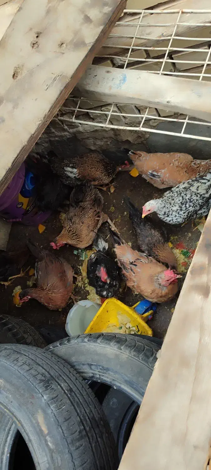 حیوانات مزرعه|حیوانات مزرعه|بندر ماهشهر, |دیوار