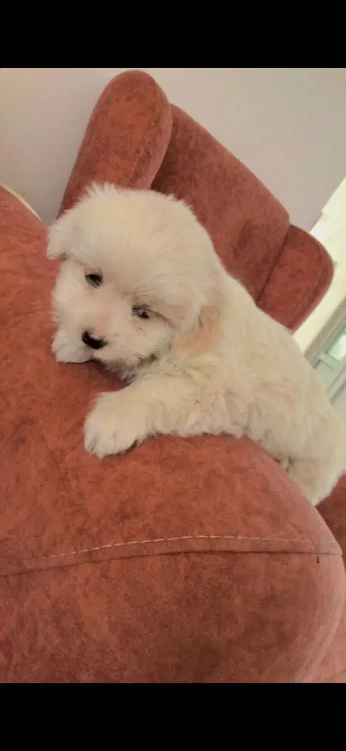 توله پامر نر عروسکی|سگ|فیروزآباد (فارس), |دیوار