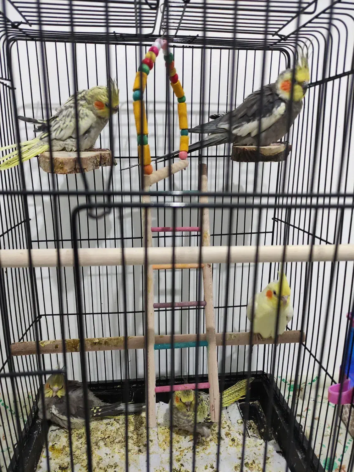 جفت عروس هلندی جوان به همراه جوجه|پرنده|شیروان (خراسان), |دیوار