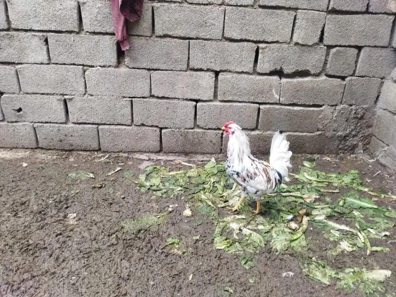 تعدادی غاز بوقلمون و خروس|حیوانات مزرعه|کرج, کمال‌شهر|دیوار