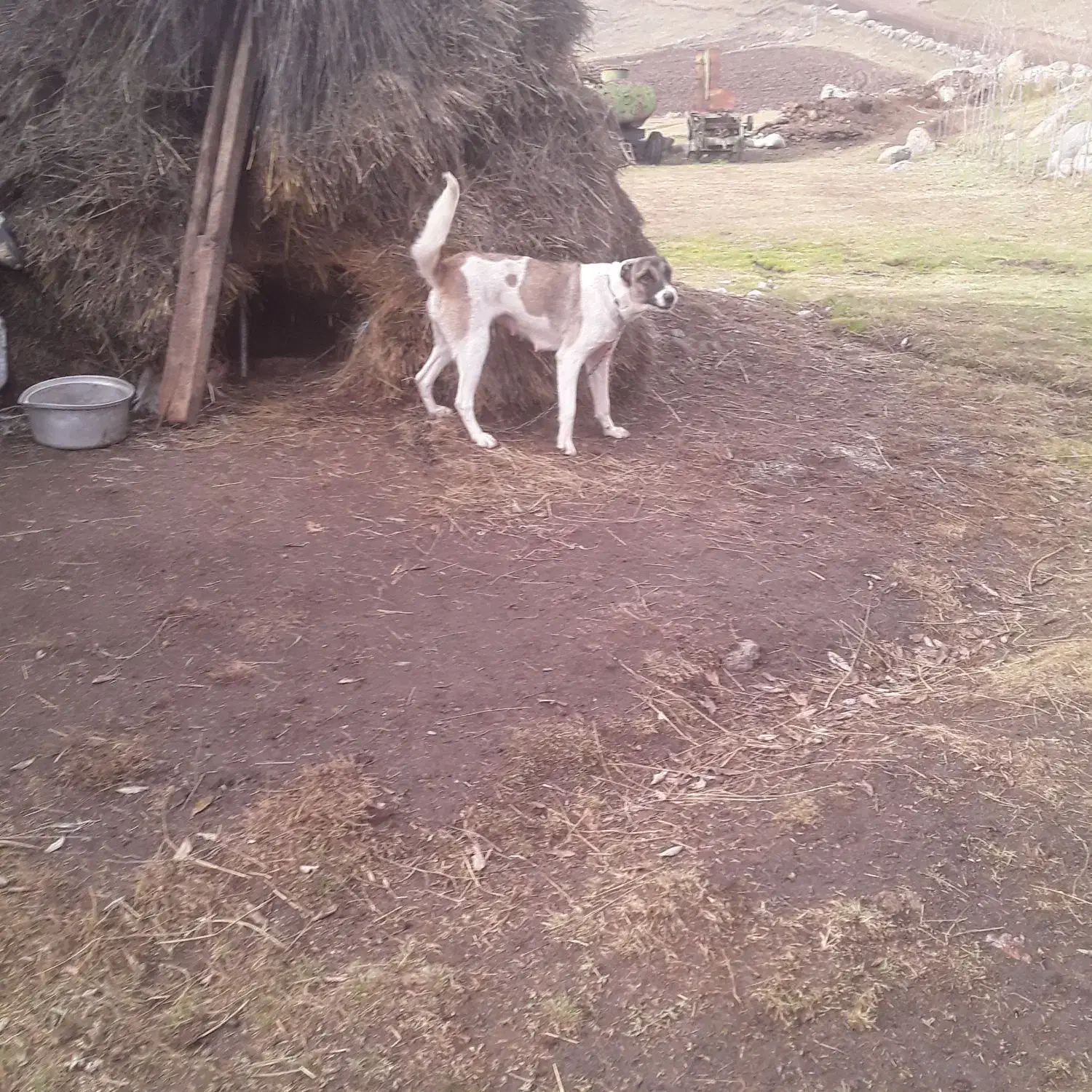 واگذار سگ|سگ|اردبیل, |دیوار