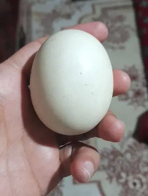 سنگ اسیاب الماس|جواهرات|قزوین, |دیوار