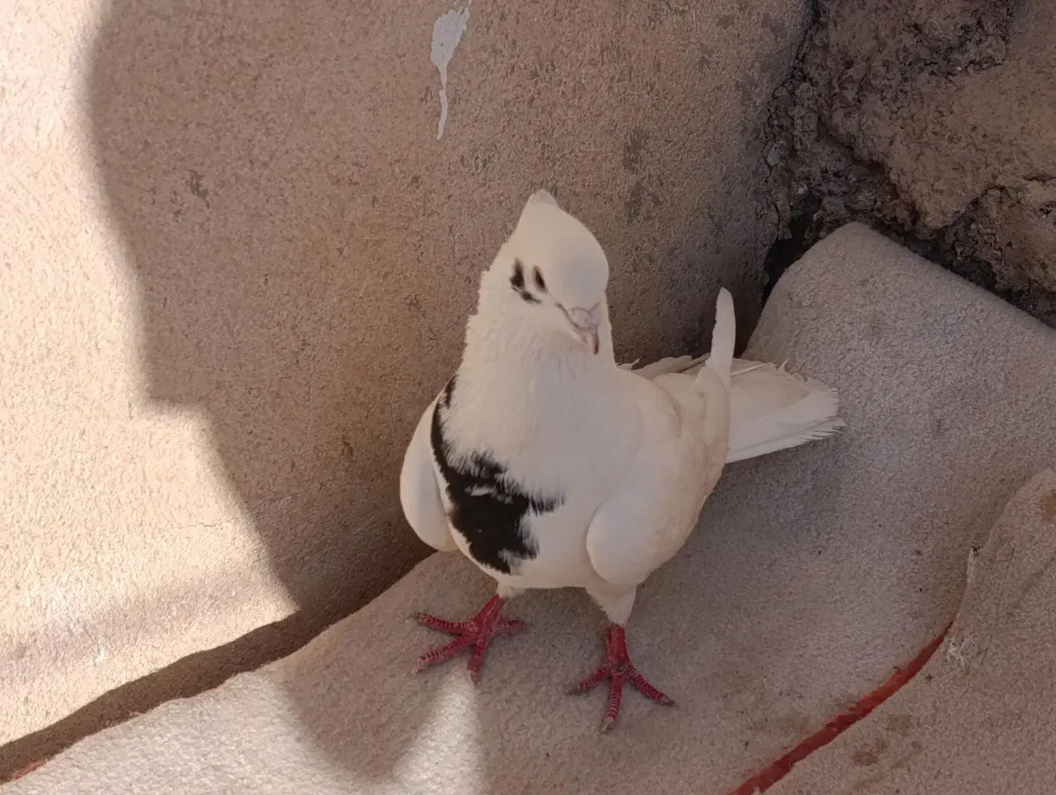 کفتر خال|پرنده|دهلران, |دیوار