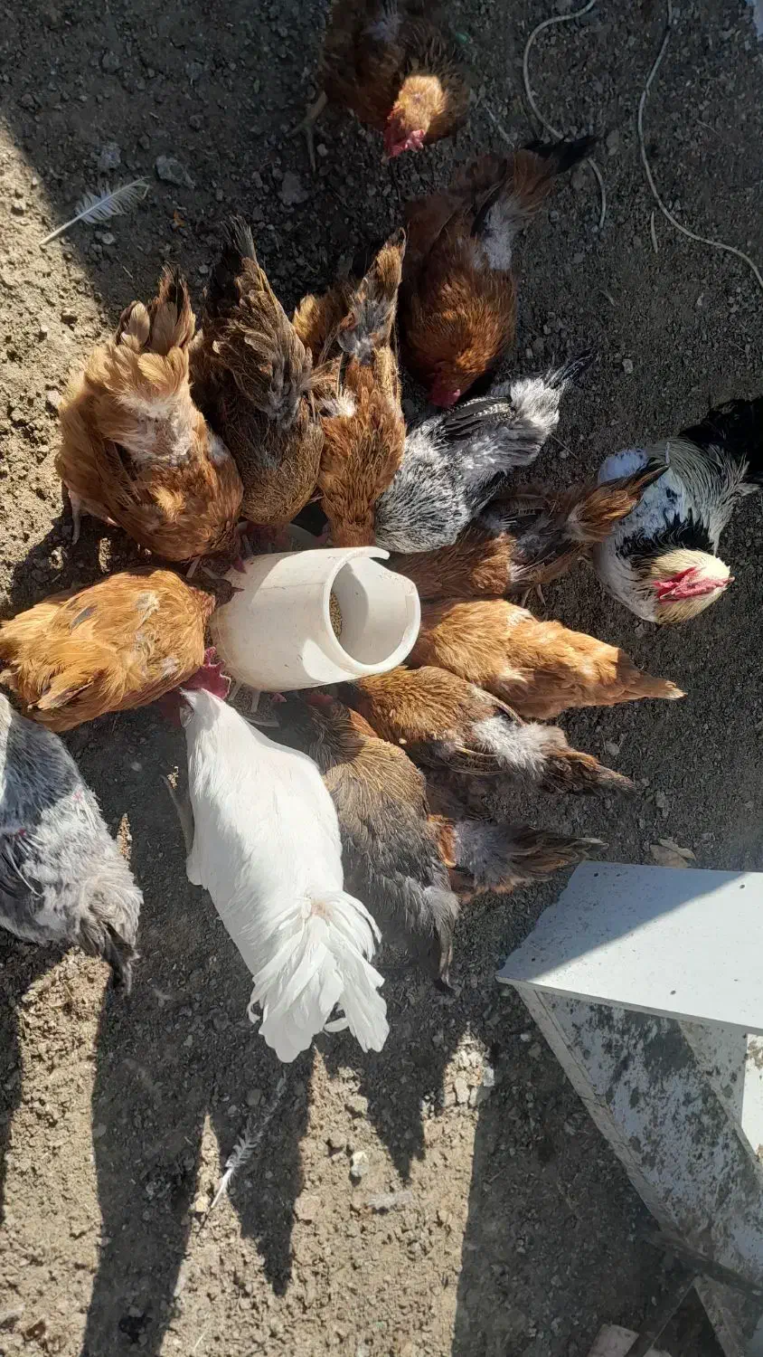 مرغ و خروس|حیوانات مزرعه|تایباد, |دیوار