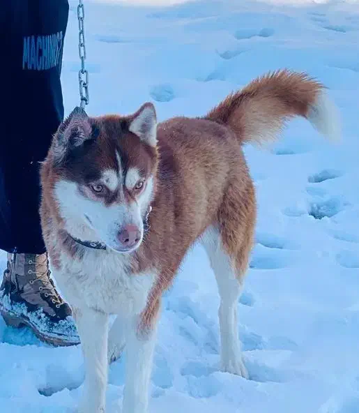 گمشدهه|حیوانات|سقز, |دیوار