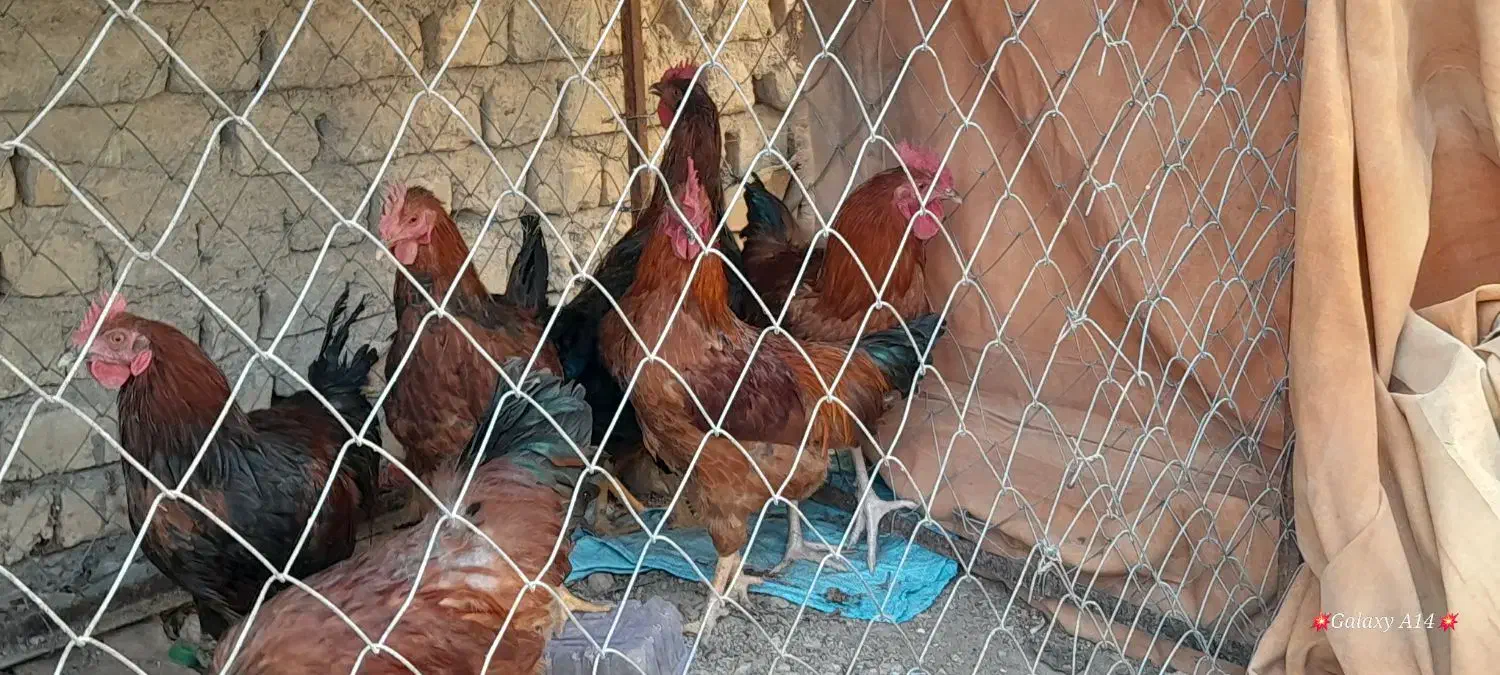 خروس درشت|پرنده|شیروان (خراسان), |دیوار