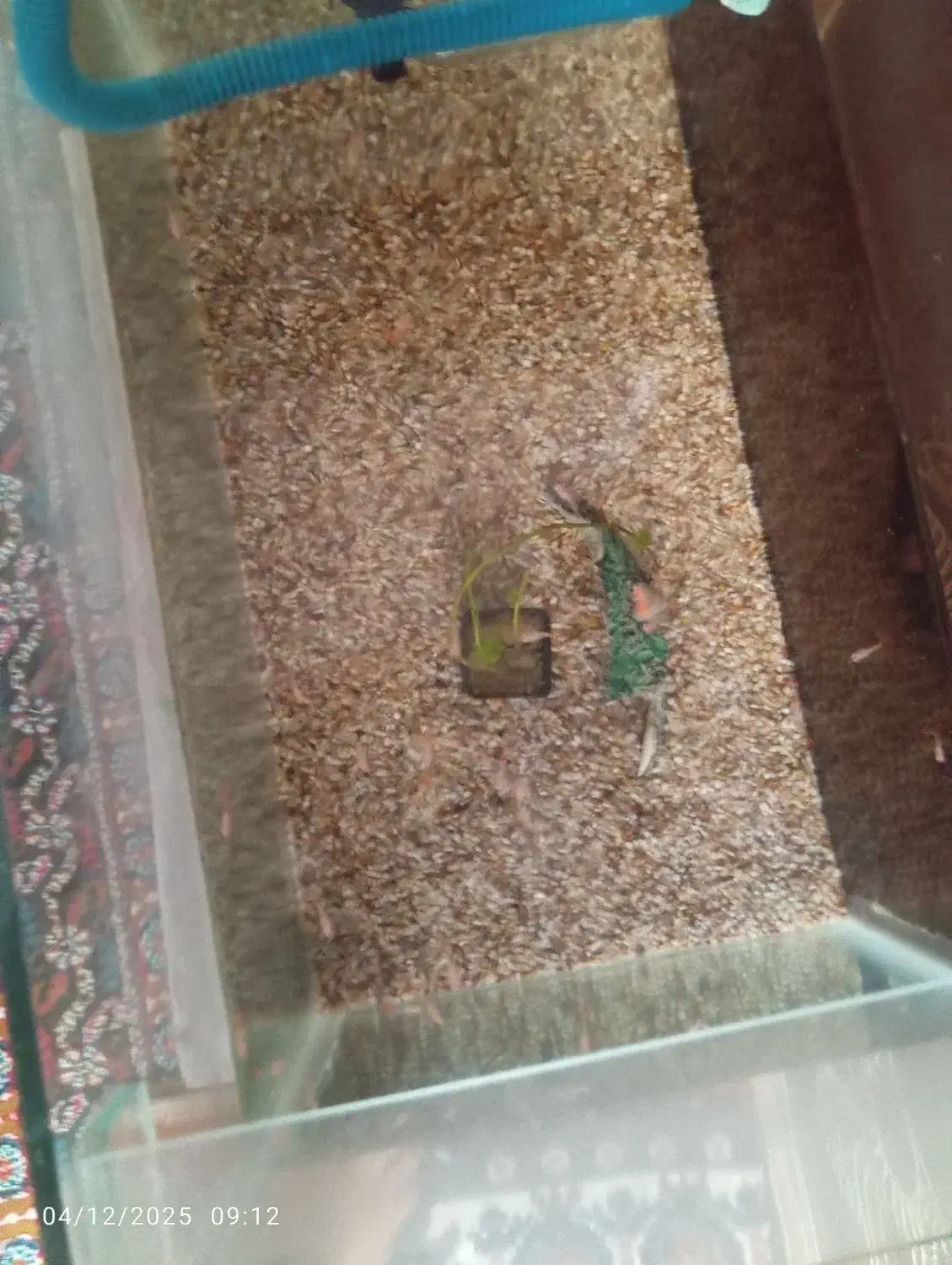 بچه گوپی ۳۵ عدد|ماهی|ارومیه, |دیوار